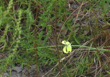 Barred Yellow